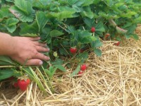 /album/jahody-2012/a1338797401658-jpg/